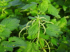 Urtica membranacea