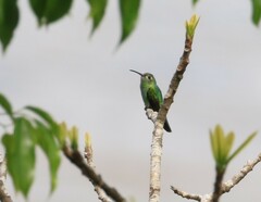 Campylopterus largipennis