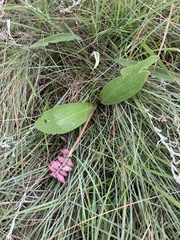 Resnova lachenalioides