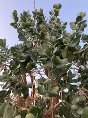 Calotropis procera