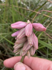 Resnova lachenalioides