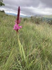 Watsonia densiflora