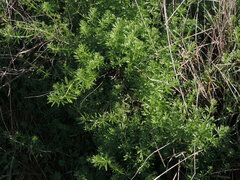 Galium aparine
