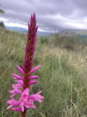 Watsonia densiflora