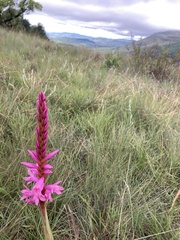 Watsonia densiflora