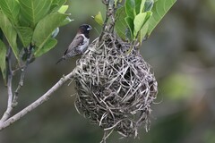 Spermestes cucullata cucullata