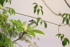 Campylopterus largipennis