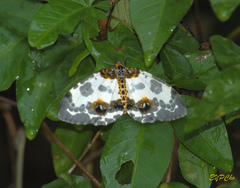 Abraxas amicula-illuminata