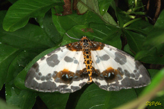 Abraxas amicula-illuminata