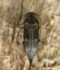 Tomoxia bucephala