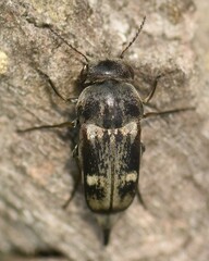 Tomoxia bucephala