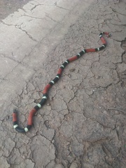 Micrurus pyrrhocryptus