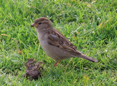 Passer domesticus