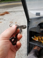 Coluber constrictor anthicus