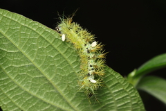 Prohylesia
