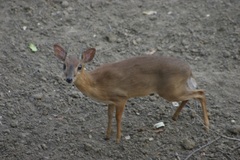 Nesotragus moschatus