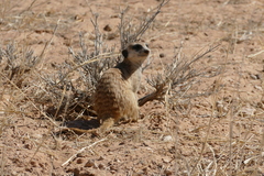 Suricata suricatta
