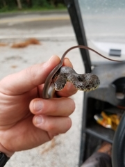 Coluber constrictor anthicus