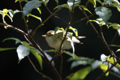 Phylloscopus plumbeitarsus