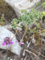 Indigofera alopecuroides