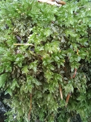 Mniaceae