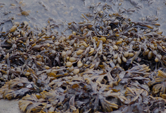 Fucus vesiculosus