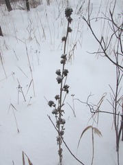 Campanula cervicaria