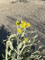 Baileya pauciradiata