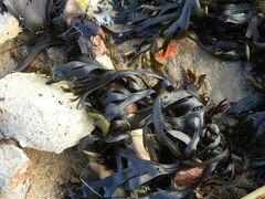 Fucus vesiculosus