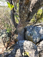 Pterocelastrus tricuspidatus