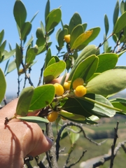 Pterocelastrus tricuspidatus