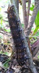 Agrius cingulata