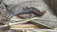 Eutropis macularia