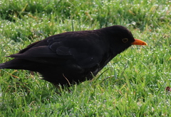 Turdus merula