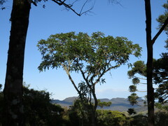 Cedrela fissilis
