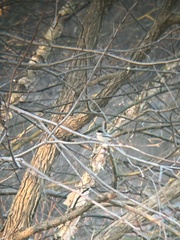 Poecile carolinensis