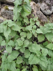 Urtica