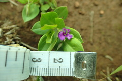 Polygala amatymbica