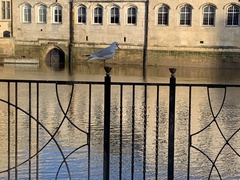 Chroicocephalus ridibundus