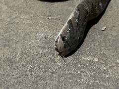 Oligodon fasciolatus