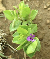 Polygala amatymbica