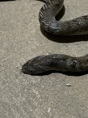 Oligodon fasciolatus