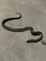 Oligodon fasciolatus