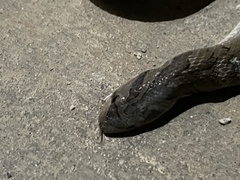 Oligodon fasciolatus