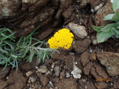 Helichrysum nanum