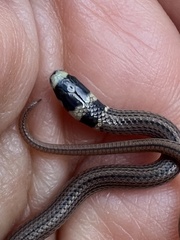Tantilla