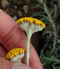Helichrysum nanum