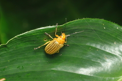 Metaxyonycha granulata