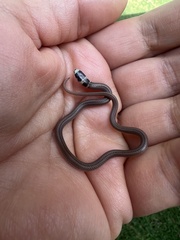 Tantilla