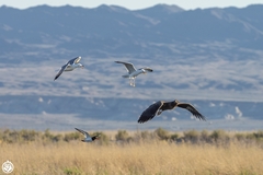 Haliaeetus leucoryphus